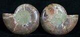Cut & Polished Desmoceras Ammonite - #6323-1